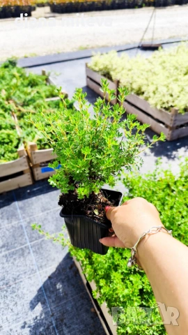 Потентила, Potentilla fruticosa 'Daydawn', студоустойчива и многогодишна, снимка 13 - Градински цветя и растения - 54795646