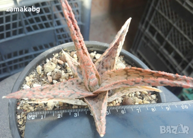 Алое (Aloe Pink Blush), сукулентно растение