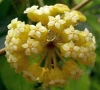 Hoya Хоя Golden eye , снимка 1