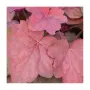 Heuchera Cinnamon Stick Хойхера Канелена пръчка, снимка 2