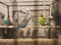 продавам вълнисти папагали , снимка 1