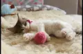 Kотенца смесена порода Мейн Кун – Отворени за резервация! , снимка 7
