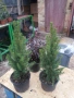 Мини Смърч Коника (Picea glauca 'Conica'), снимка 5