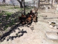 Продавам катунски кокошки, снимка 4