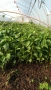 Разсад ранни домати краставици, снимка 6