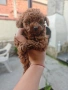 Мини Пуделчета 🐩💙❤️, снимка 2