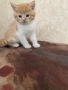 Подарявам малки котета, снимка 3
