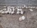 Кокошки  бройлери, снимка 5