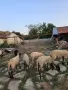 Продавам овце Плевенска Черноглава, снимка 2