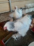 Продавам кокошки, снимка 3