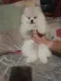 Померан  момченце, снимка 7