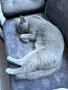 британски. 2 котки мъжко и женско, снимка 5