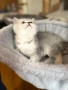 Сребърни котета , снимка 3