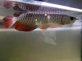 Arowana RTG, снимка 1