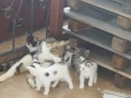 Подарявам котенца, снимка 4