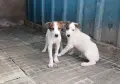 Английски хрътки, снимка 4