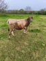 Продавам крава БРГ , снимка 3
