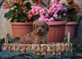 Той пудел Toy poodle, снимка 10