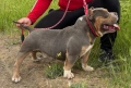 Американско були ПОКЕТ / American bully POCKET, снимка 2