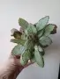 Еписция, episcia Silver Skies, снимка 3