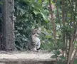 Подарявам 4 котета, снимка 8