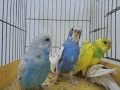продавам вълнисти папагали, снимка 3