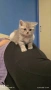 Британско коте, снимка 3