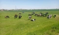Продавам крави , снимка 1
