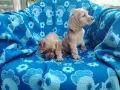 Кокер шпаньоли две момчета , снимка 1