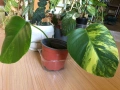 Monstera Aurea variegated , снимка 2