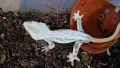 Ресничест гекон / crested gecko / correlophus ciliatus, снимка 3
