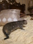 Бенгалска котка, снимка 3