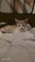 Подарамам мъжко котенце , снимка 2