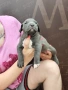 Американско Були Хл American bully Xl ABKC , снимка 9