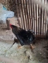 Черен Петел  за разплод , снимка 5
