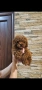 пудел той мини/poodle toy/, снимка 3