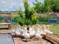 Продавам гъски Линда, снимка 1