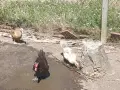 Гъски патици зайци , снимка 13