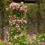 Rosa banksiae ‘Rosea’ / Роза банксия „Розея, снимка 1