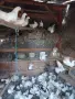 Продавам дракони,мардини и фенерлии., снимка 5