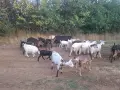 Продавам кози и ярета, снимка 2