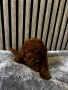 Мини пудели / Mini Poodles, снимка 2