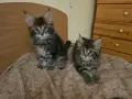 Котенца Мейн Куун, снимка 2