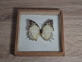 Препарирана Пеперуда в Рамка, снимка 7