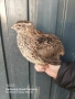 Пъдпъдъчи яйца, оплодени и за консумация , снимка 2