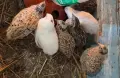 Пъдпъдъци на различна възраст, снимка 1