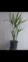 Водна палма, циперус, cyperus alternifolius Big form, снимка 5
