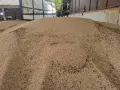 Зимен фуражен грах, снимка 1