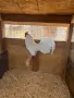 Продавам бял Розкомб, снимка 8