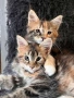 Котенца Мейн Куун, снимка 2